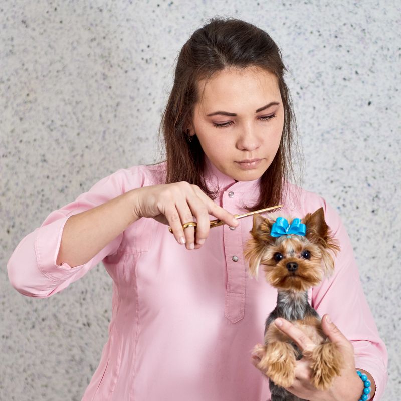 Young woman cutting dog's hair in grooming salon. Yorkshire Terrier