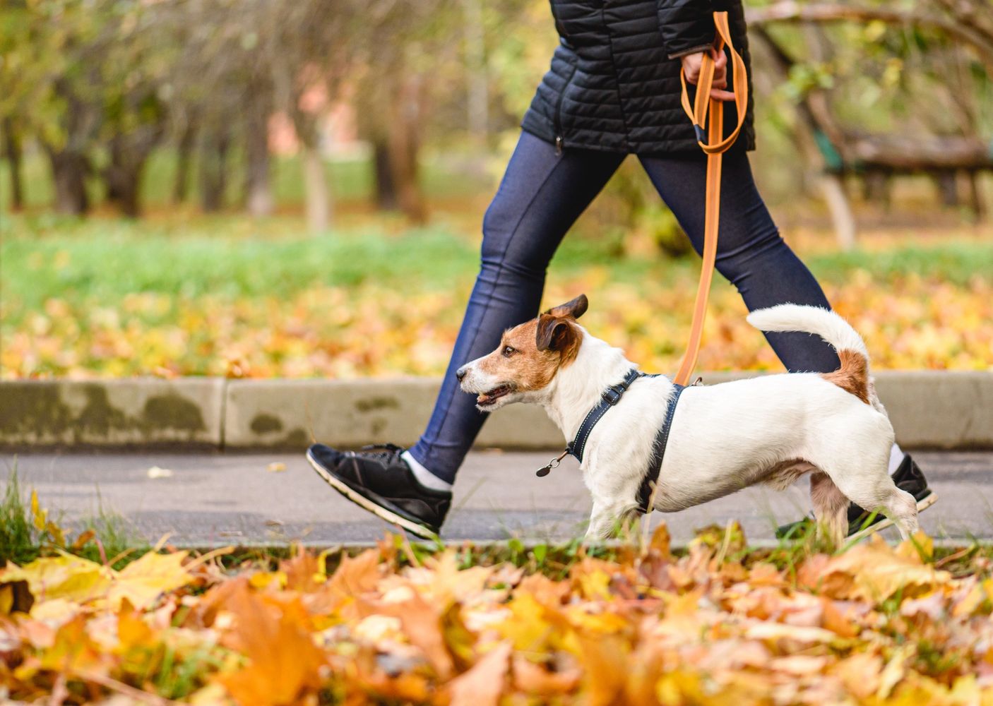 Person walking a white and brown dog on a leash during autumn.professional dog care, reliable dog walking, Surrey dog walker 