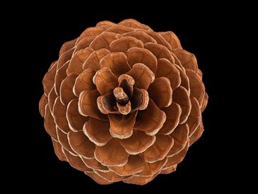 pinecone from above.