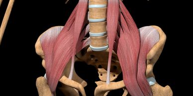 Anatomy of lower back and hips showing how tight hips affect back pain, E4