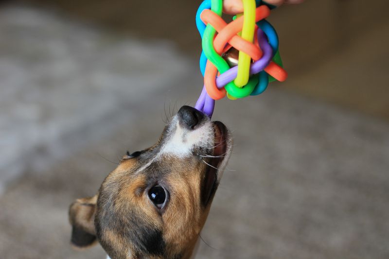 Home lifestyle portrait of a funny happy puppy. The breed of a hunting dog is Jack Russell Terrier. Homely atmosphere