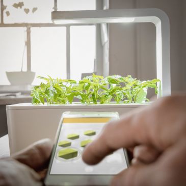 Person using smartphone to control indoor smart garden with leafy plants.