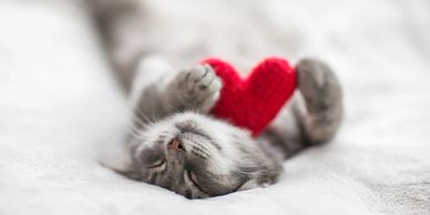 Gray kitten holding heart shaped toy.