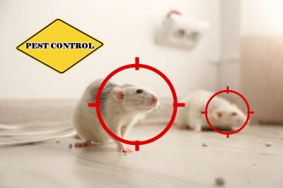 White mice targeted for pest control.