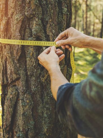 Tree Maintenance Archer Keystone Heights High Springs Hawthorne Micanopy Waldo Trenton Melrose