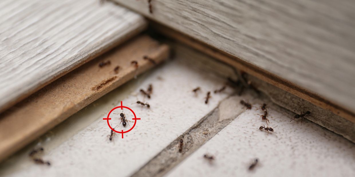 Several ants on a floor with one ant targeted by a red crosshair.