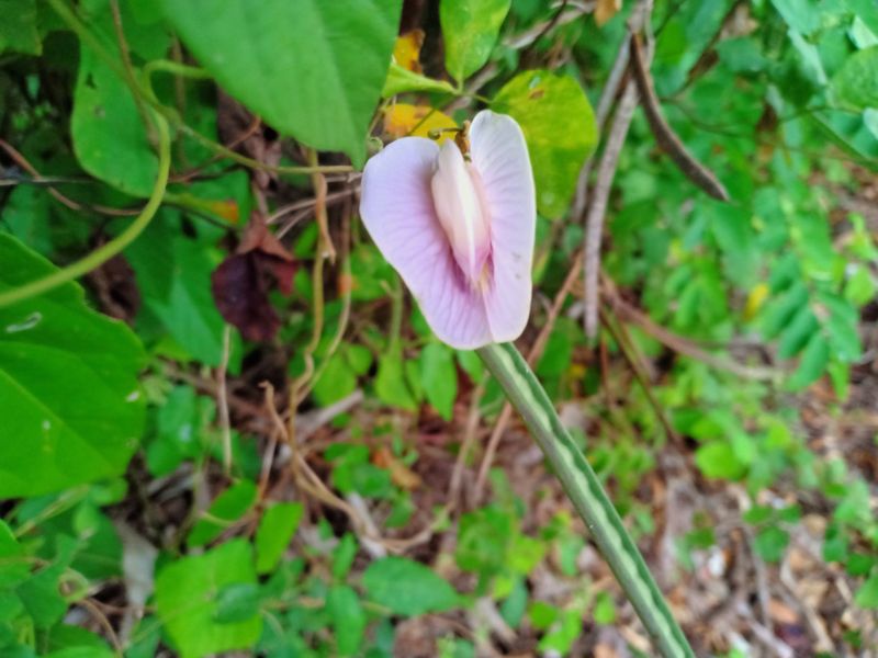 wild growing Centrosema pubescens flowering plant
