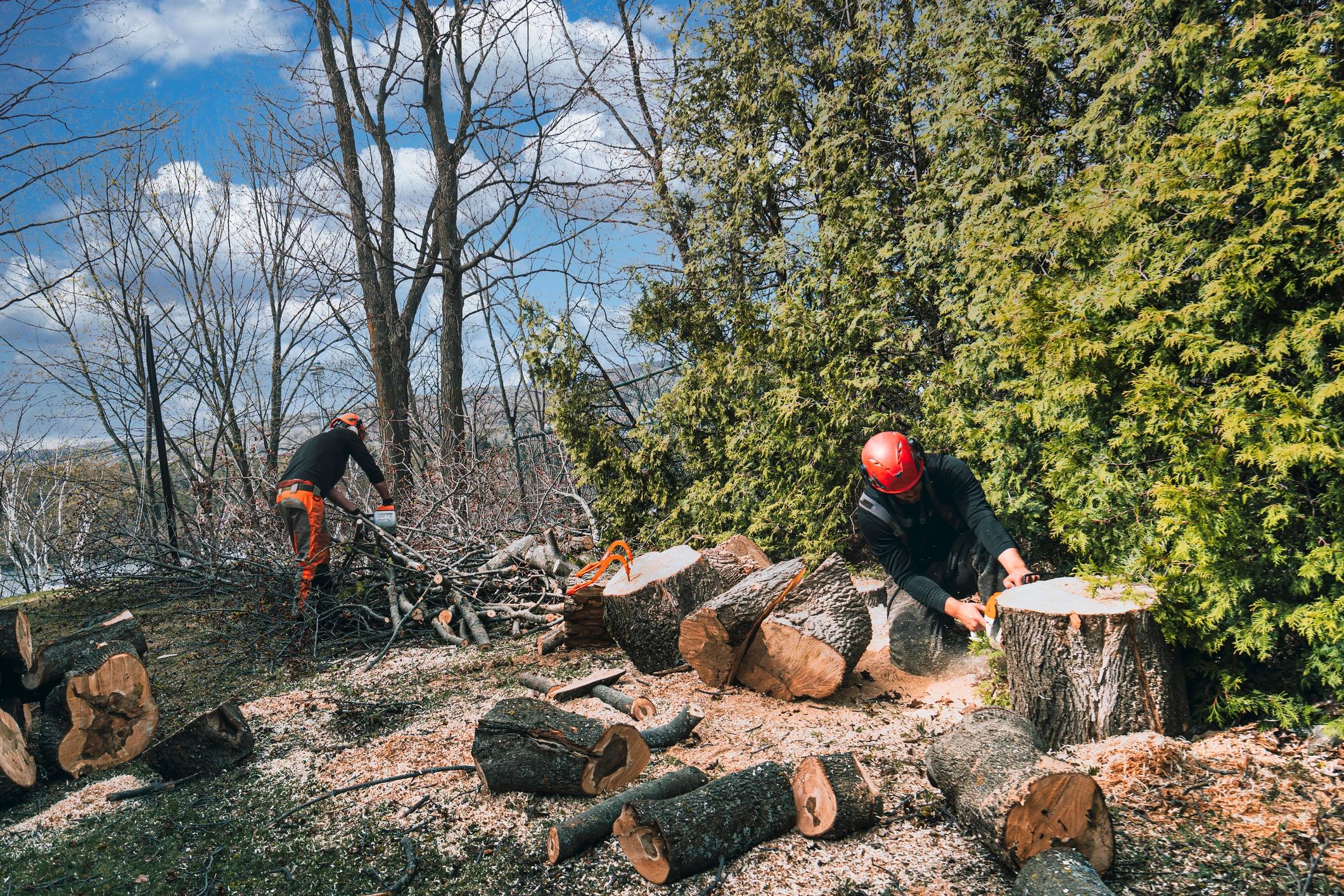 Expert Tree Care Services in Nashville, TN