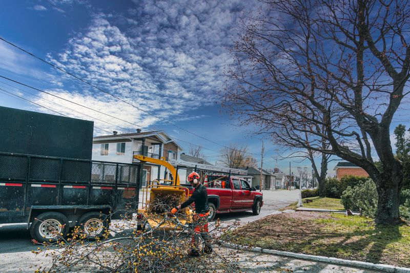 An arborist, in action, is placing branches in a mobile industrial wood chipper.