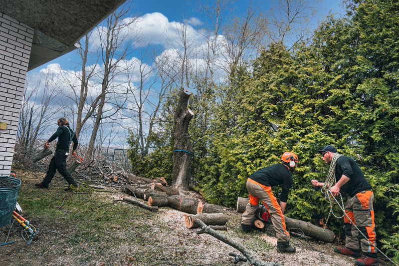 After a sick maple tree has been cut down, three arborists are busy with the branches and trunk.