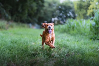 Golden retriever joyfully running through a grassy field on a sunny day.