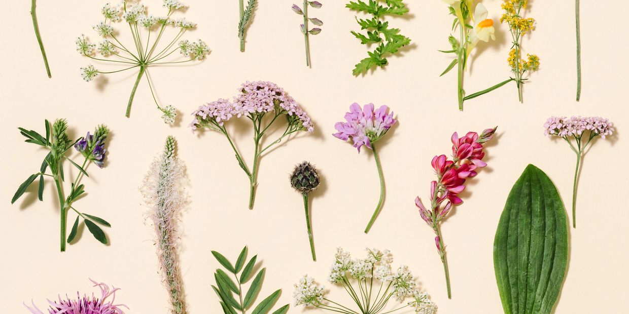 Various wildflowers and leaves arranged neatly on a pale background.