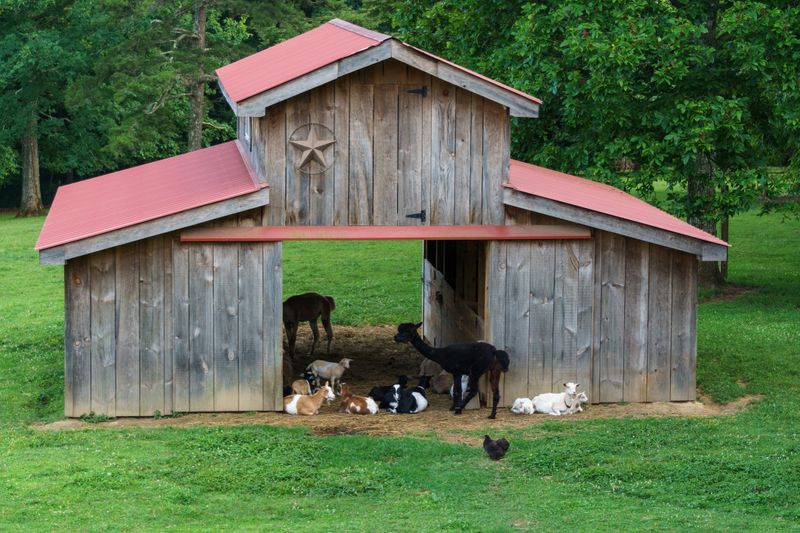 Tiny wood barn with a metal roof, with farm animals gathered underneath. Llamas, chickens, and goats are all huddled together.