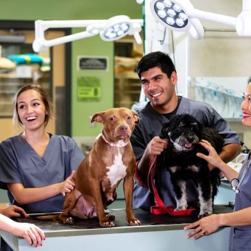 Veterinarios atendiendo a dos perros en una clínica.