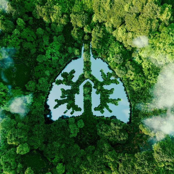 Forest canopy with a lung-shaped lake and mist—visual for holotropic breathwork and deep breathing.
