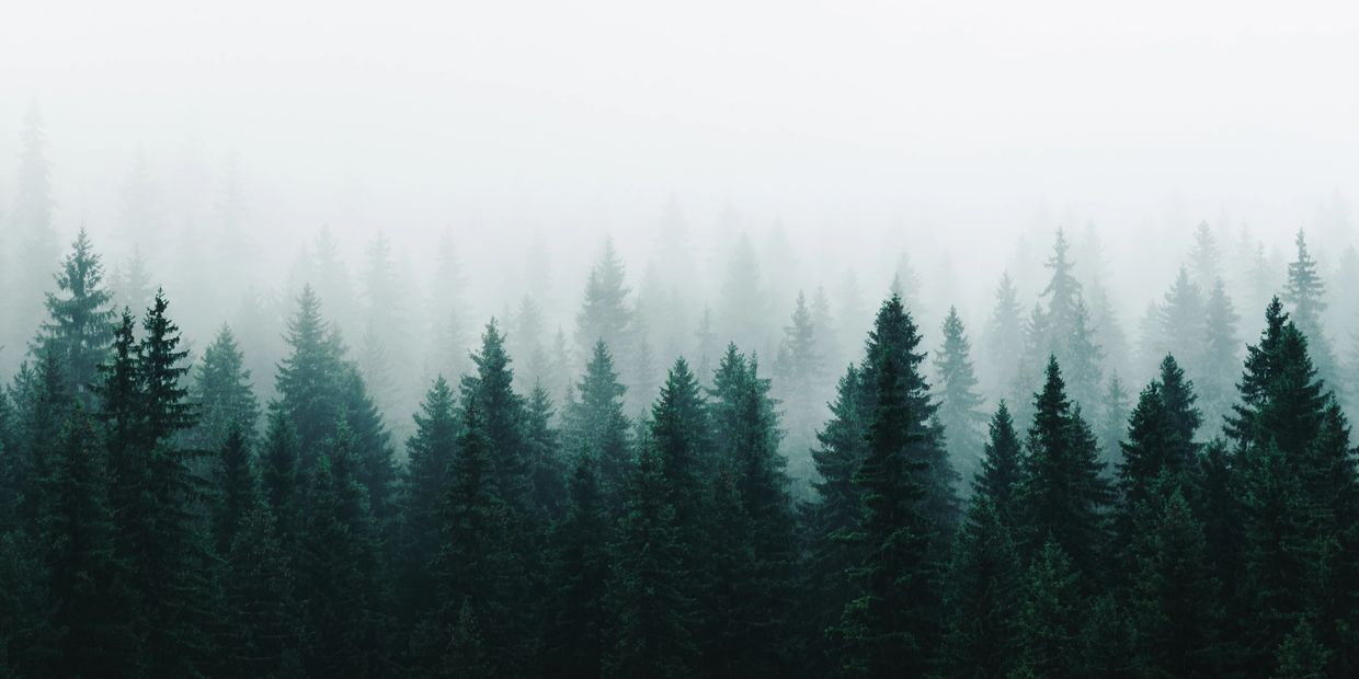 Dense evergreen forest covered in mist.