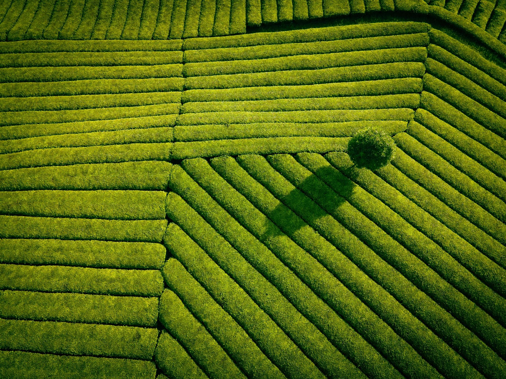 Nature's Rhythm: A Journey into Natural Farming