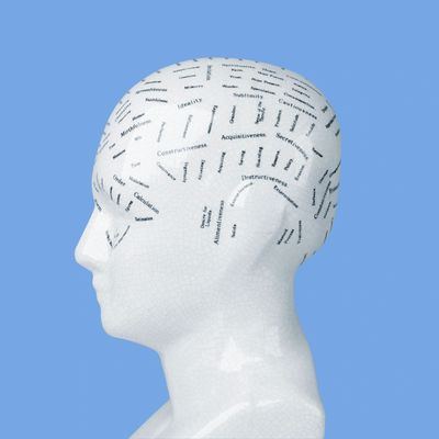 A ceramic phrenology head with labeled brain regions on a blue background.