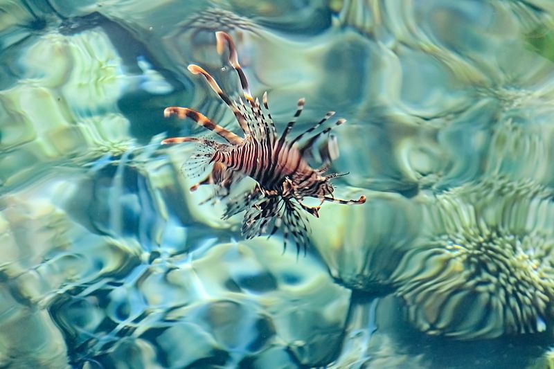 fish swims in the sea, lionfish-zebra in transparent water on the background of stones and corals