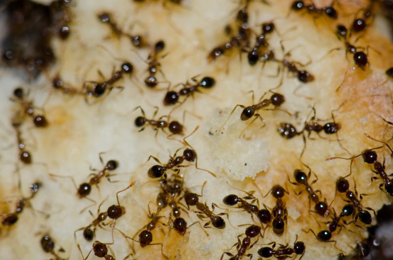 Argentine ants (Linepithema humile) feeding on food scraps. San Sebastián de La Gomera. La Gomera. Canary Islands. Spain.