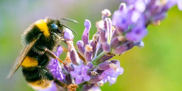 Close-up of a bumblebee pollinating purple flowers.