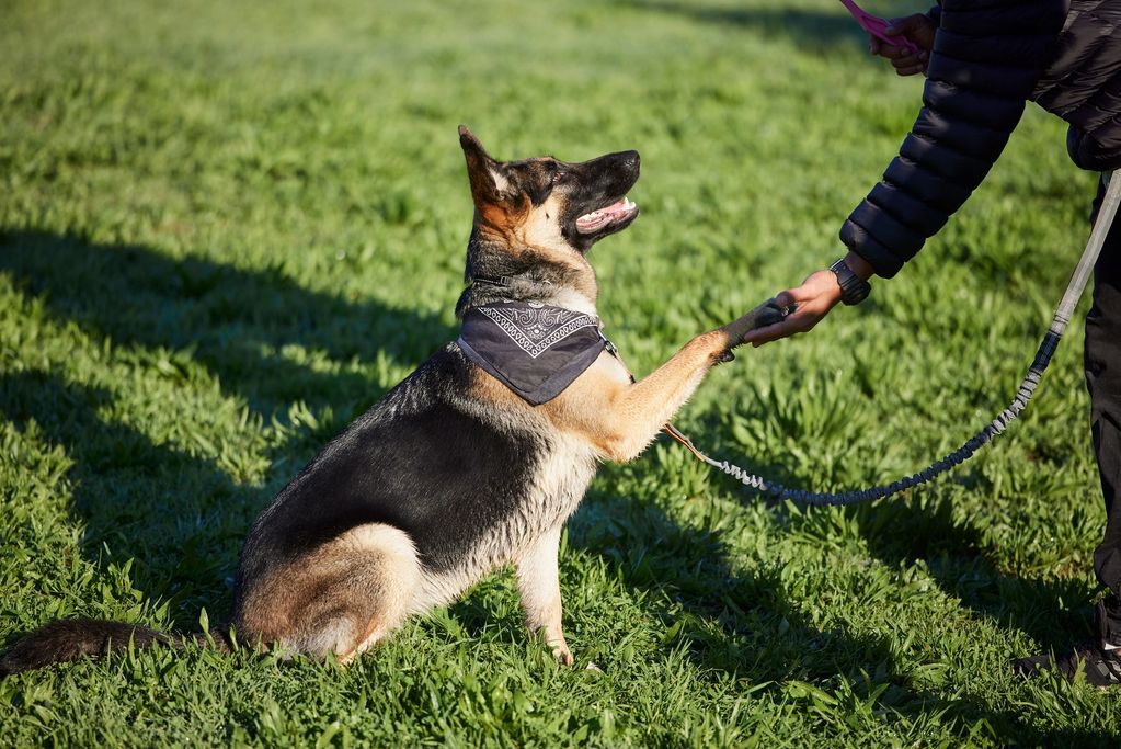 Your dog could be our next sucess 