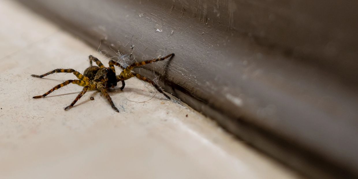 A spider near a brown wall on a beige floor corner.