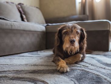 A relaxed dog lying on a patterned carpet near a sofa indoors.