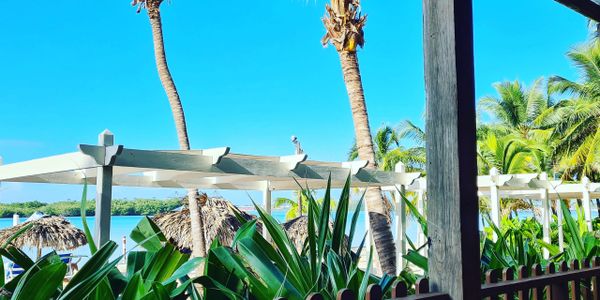 Sunny tropical view with palm trees and thatched umbrellas by the water.