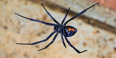 A black widow spider on a web