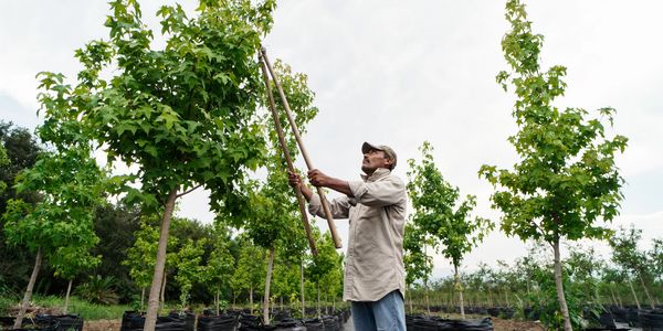 Man pruning trees in a nursery.