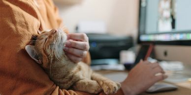 conmunicacion con mi gato