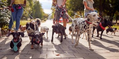 Dogs outdoors in clean environment after routine yard cleaning service