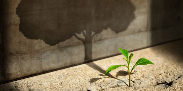 A small plant casting a large tree shadow on the wall.