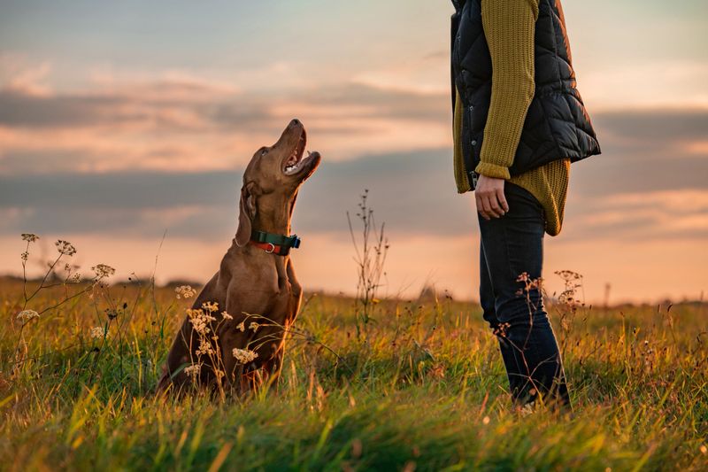 A happy dog practicing obedience commands with its trainer outdoors.