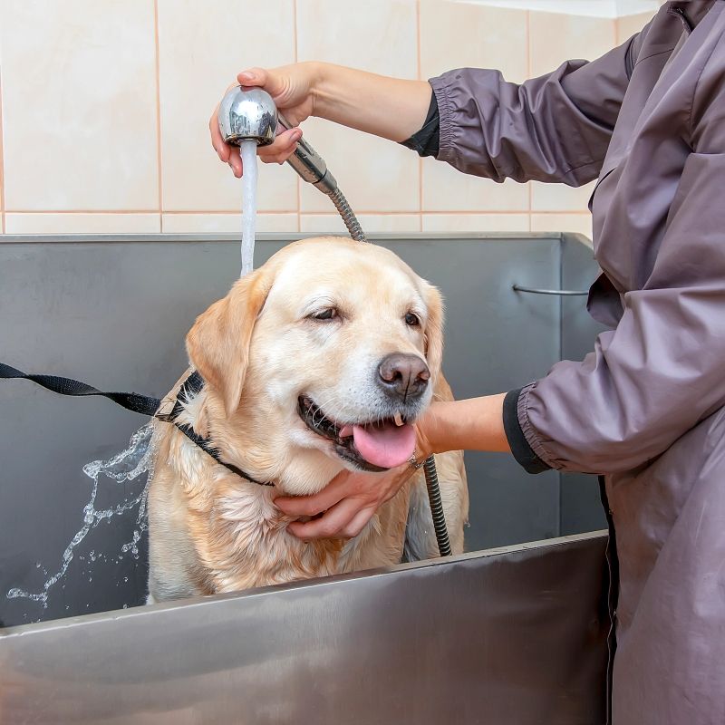 A labrador dog is washed in a grooming salon.