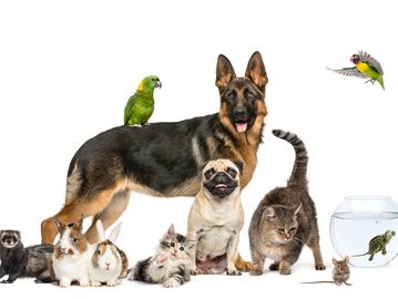The Friendly Pet Sitter provides care for dogs, cats, small mammals, fish & reptiles