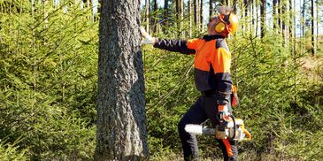 A lumberjack inspects a tree before cutting it with a chainsaw.