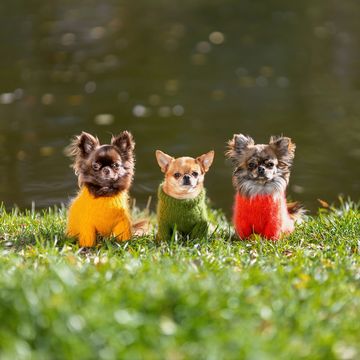 We clean yards that contain the poop of 3 dogs or more