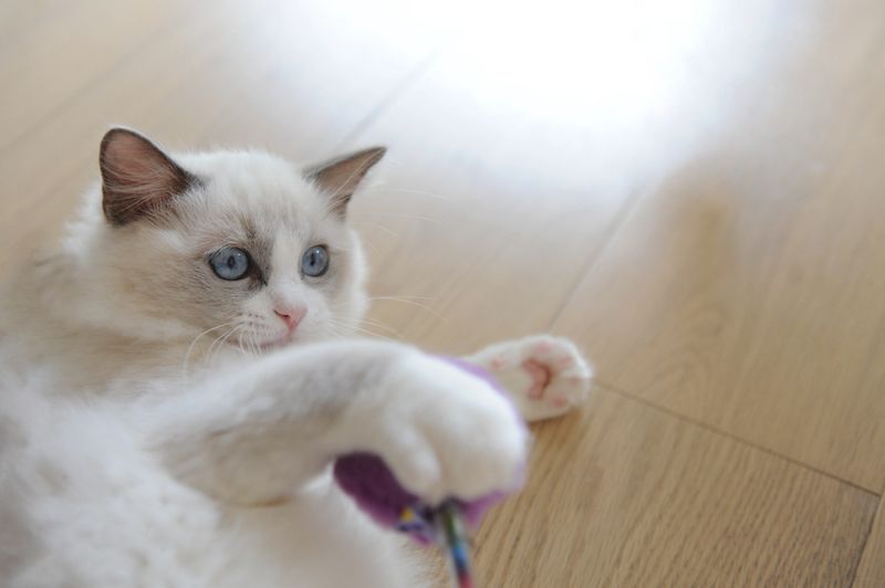 A Fluffy Ragdoll Kitten with Blue Eyes Playing Toy.