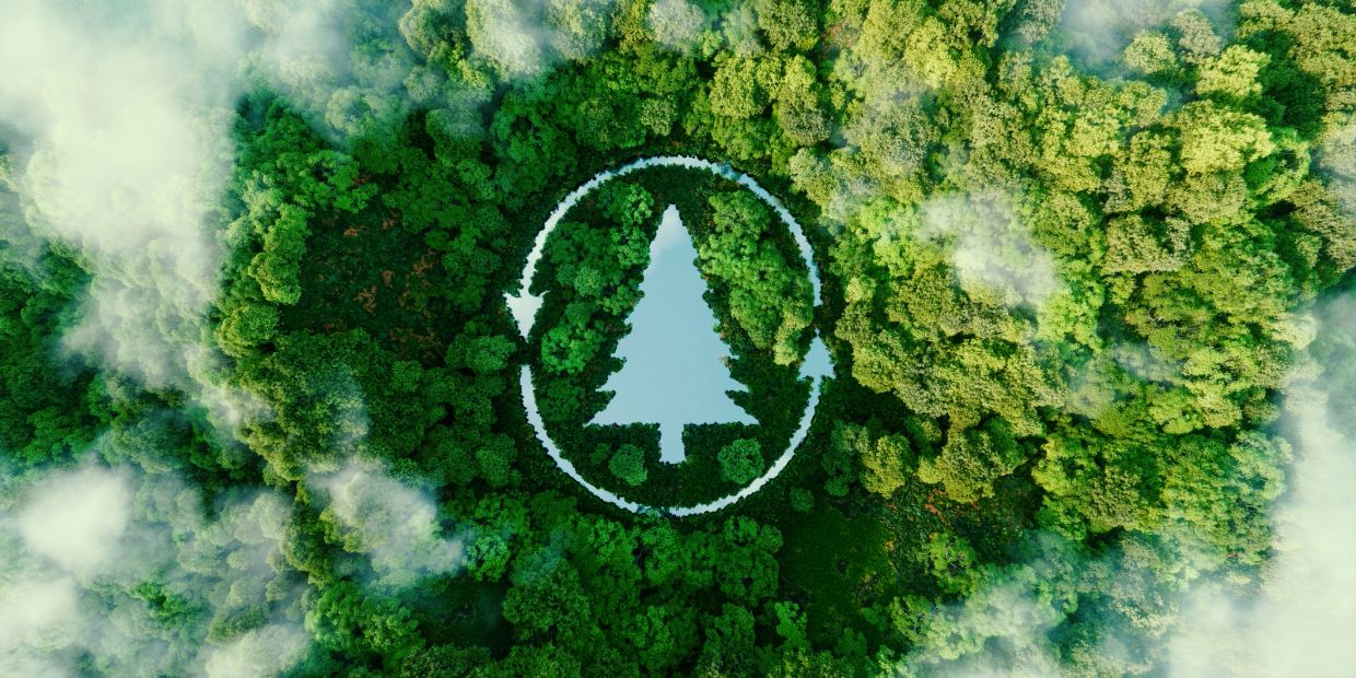 A tree-shaped clearing in the forest surrounded by trees and clouds.