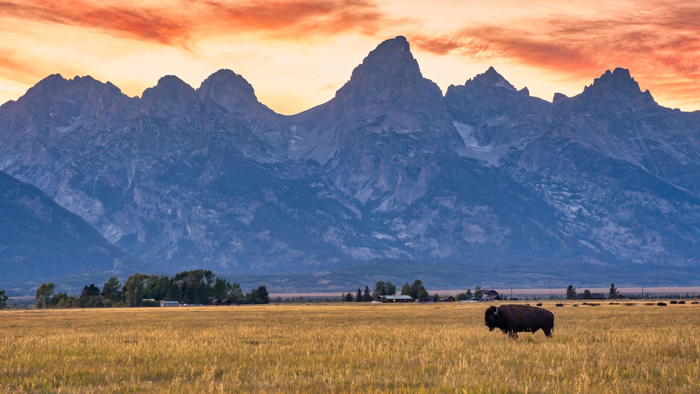 Bison grazing in a field with a mountain range and fiery sunset sky.