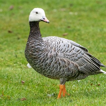 A bird with a white head and orange legs standing on grass.