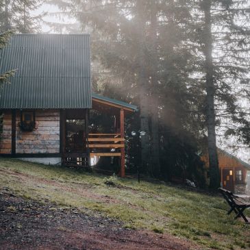 Cozy wooden cabin with a green roof nestled among tall trees in soft morning light.