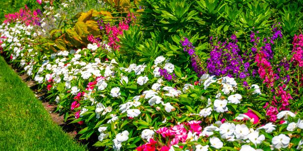 A vibrant flower bed with white, pink, and purple blossoms beside green grass.