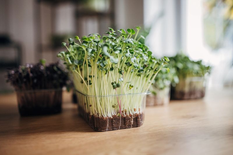 Micro green pea sprouts in plastics pot on wooden table.