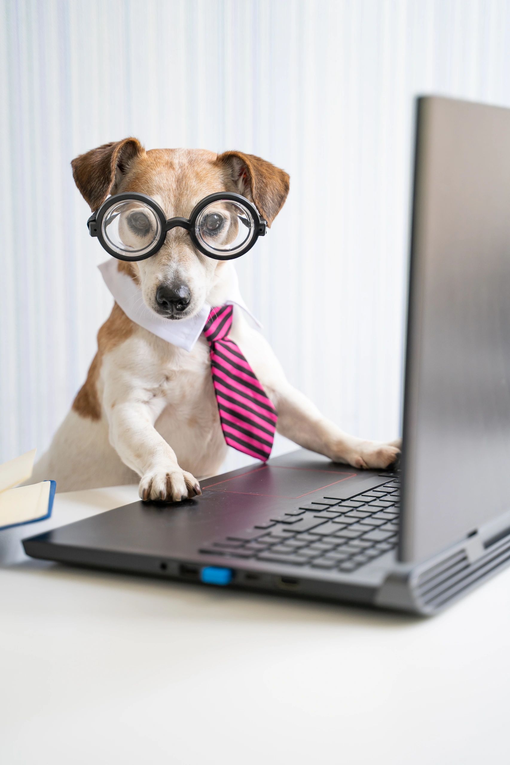 Jack Russell dog in glasses and a tie sitting in front of a laptop. 