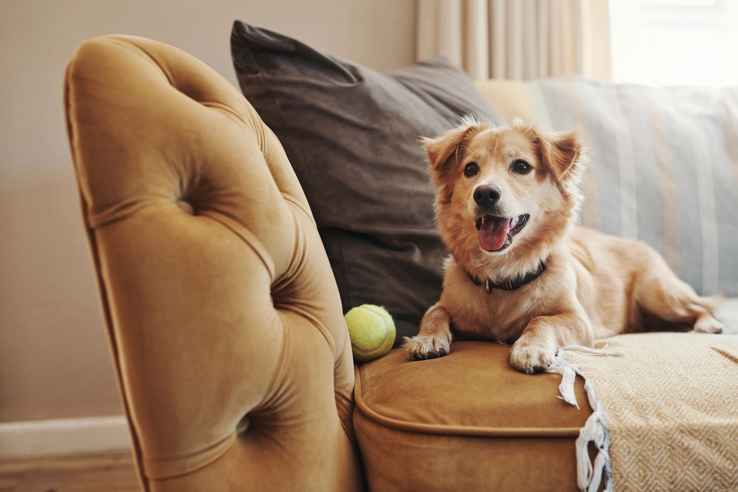 Happy dog lying on a mustard-colored couch with a tennis ball nearby.