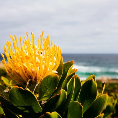 Protea with beach in background