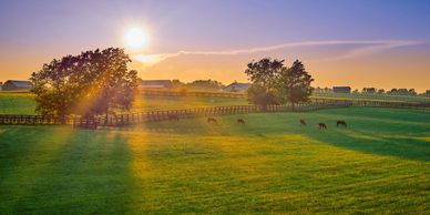 Sunset over a peaceful pasture with grazing horses.
